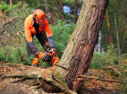 Reliable Oil City, PA  Tree Services Solutions