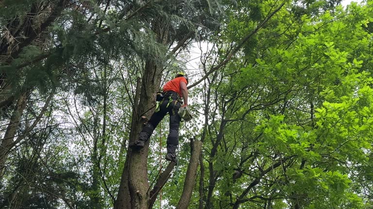 Best Tree Removal Service  in Oil City, PA