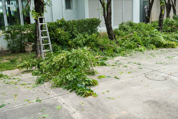 Best Tree Removal Service  in Oil City, PA