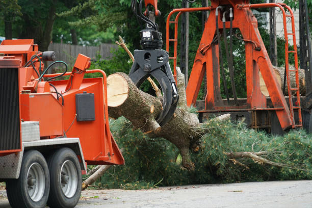 Best Root Management and Removal  in Oil City, PA