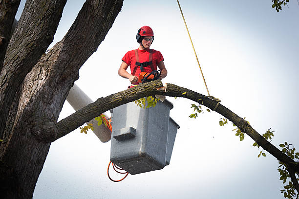 Best Hazardous Tree Removal  in Oil City, PA