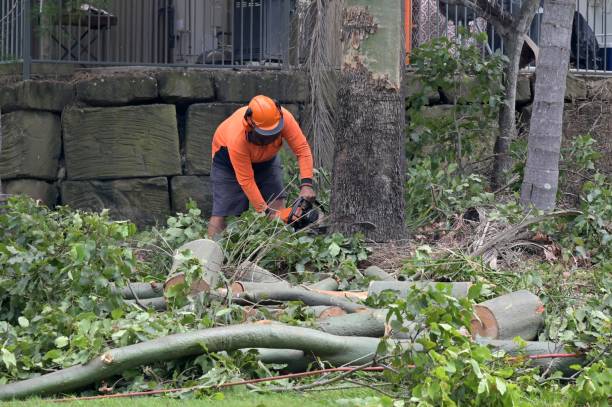 Why Choose Our Tree Removal Services in Oil City, PA?